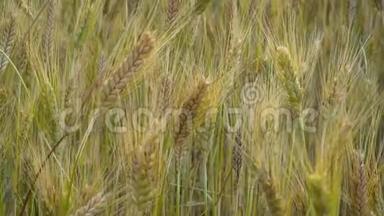 在夏日的田野里，金色的小麦穗在微风中摇曳。